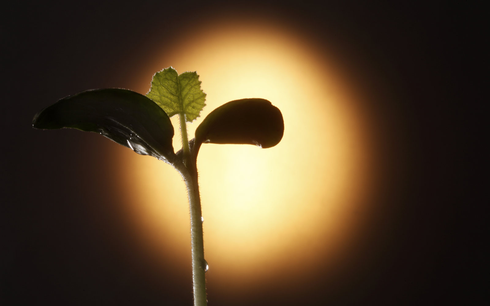 Young seedling backlit by a warm golden glow against a dark background