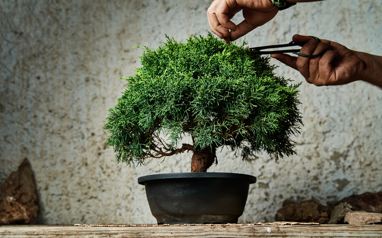 Hands pruning an overgrown bonsai with fine shears